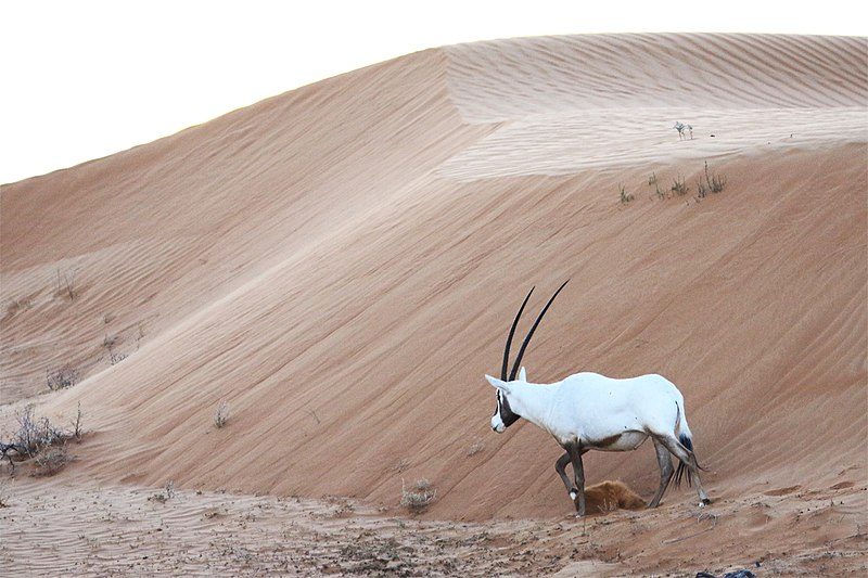 Their next stop was the uninhabited wells of Tasarahla, in a wilderness filled with oryxes and snakes. They refilled, rested, and paid a Masufa guide 100 mithqals of gold to arrange their accommodation in Iwalatan