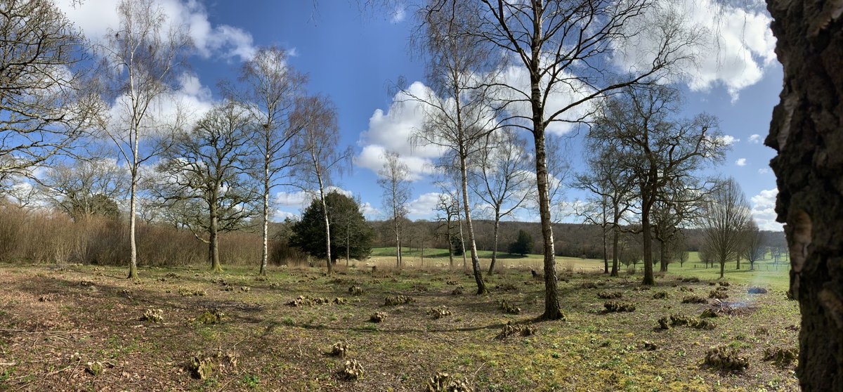 A thread on Hazel Coppice. This pic is of a wood in early spring after all the hazel has been coppiced (cut leaving low stumps) A few birch and oak trees have been left to grow on. 1/