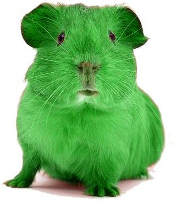 coloring to turn this hamster green 