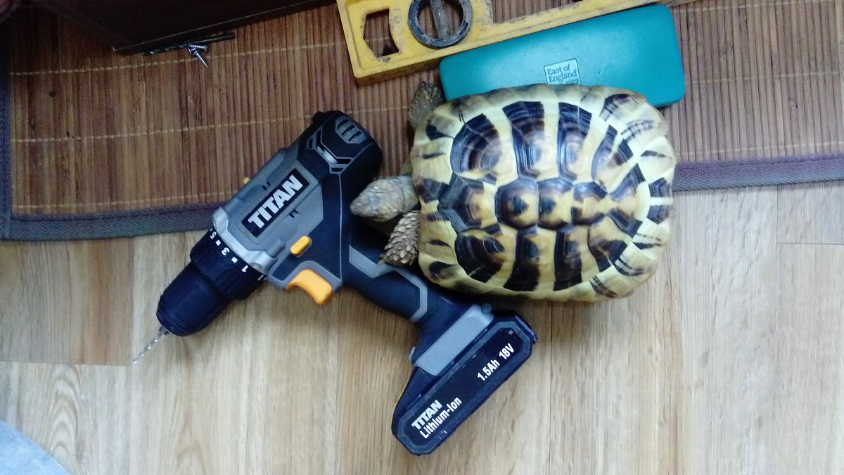 northgatesixth's tweet photo. Sidney has been helping out with a bit of DIY around the house! #sidsisolationdiary #diy #keepingactive #learningnewtricks https://t.co/669ujS0fAB