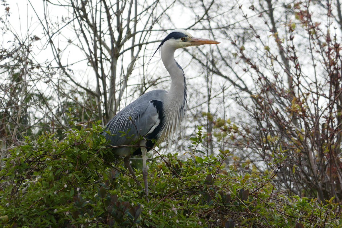 Heron spotted in Davidson’s Mains in Edinburgh! <a href="/scotsmanpics/">ScotsmanPictureDesk</a> <a href="/EdinReporter/">Edinburgh Reporter</a>