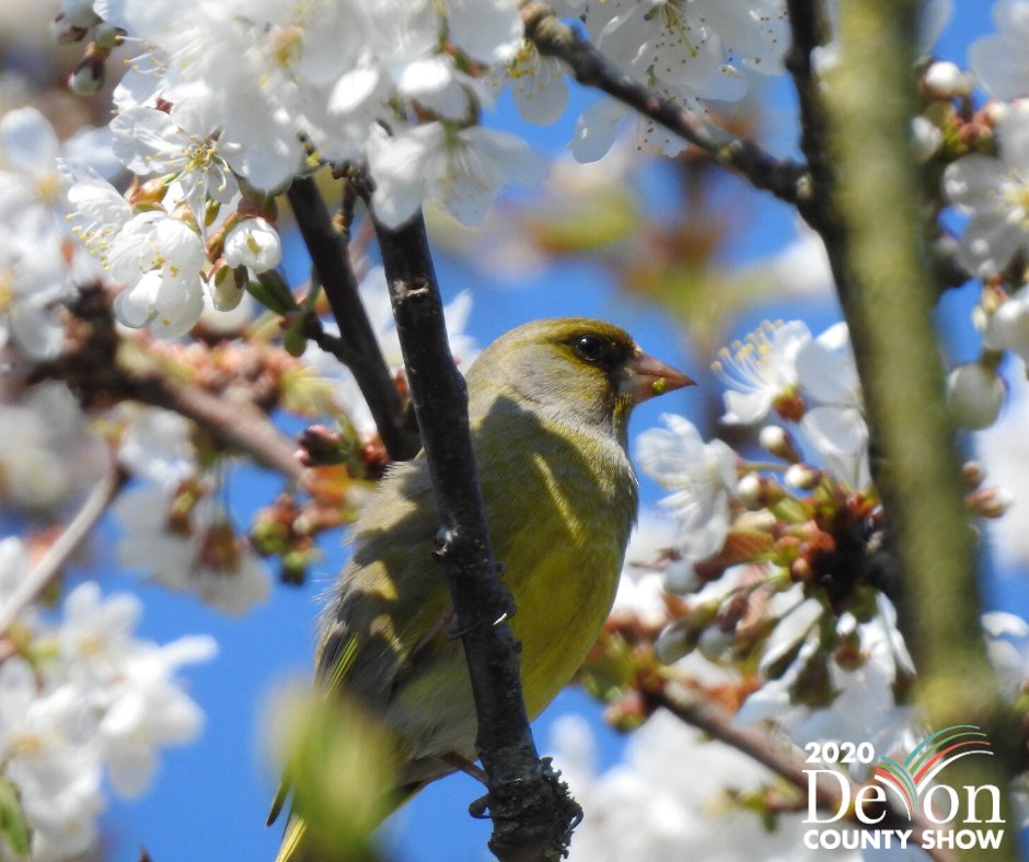 DevonCountyShow's tweet image. So many beautiful birds in the garden - here's a greenfinch we spotted earlier perched amidst some spring blossom.  Feeling very lucky to live in the West Country.  Anyone else? #dcs2020 #creamofdevon #greenfinch #gardenbirds #nature #Devon