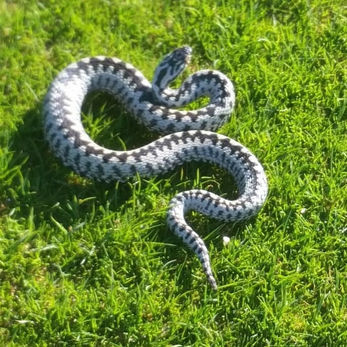 waltonartisans's tweet photo. While the golfers are away !
8th new green... adder! https://t.co/jCS3XXRHTk