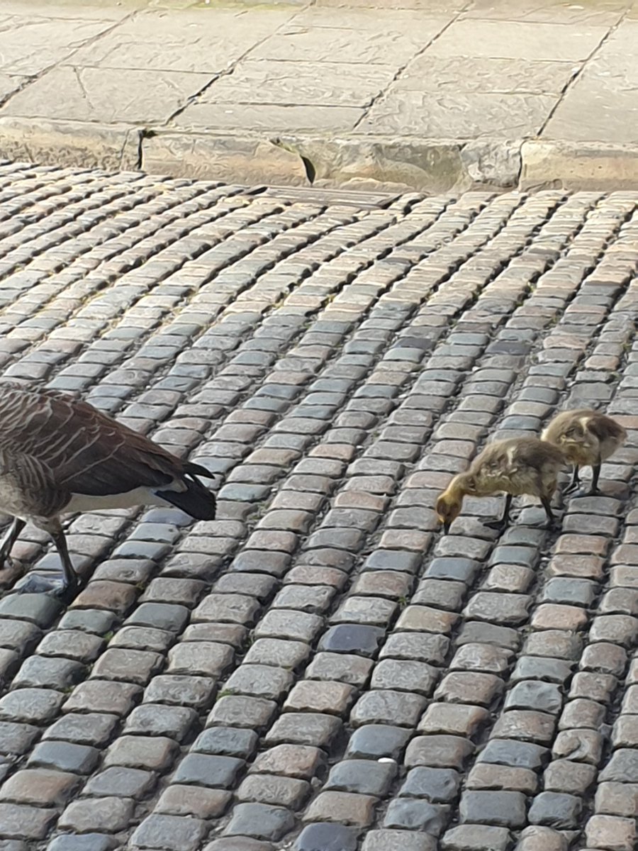 41Mullen's tweet photo. The neighbours morning constitutional. Day 1 of 1weeks leave and guilty feeling at not being with @SalfordRoyalNHS @HuxleyGeorgina @nowthenthee already set in #WashYourHands https://t.co/Yd7OvTpHg1