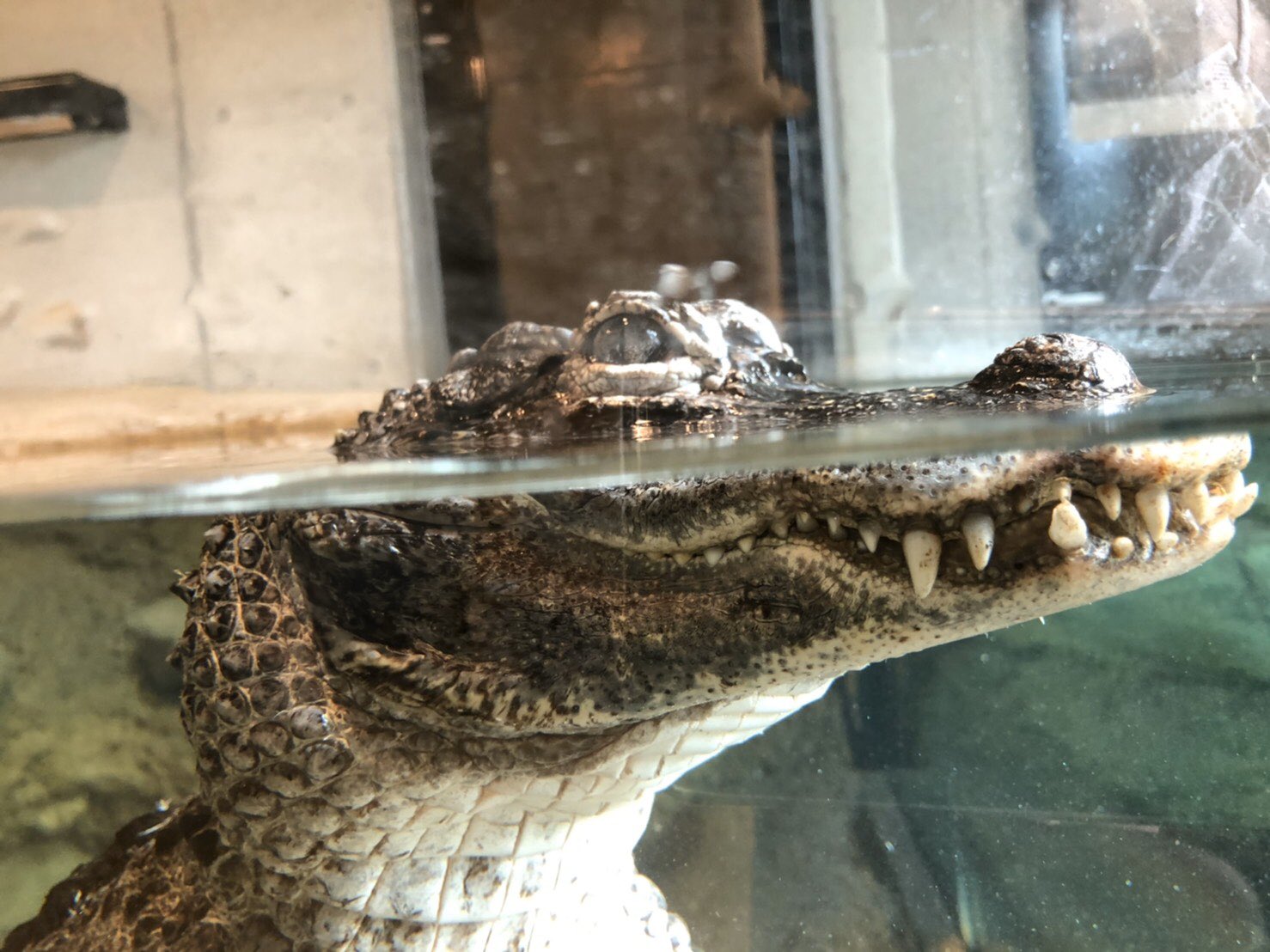 豊橋総合動植物公園(のんほいパーク) على X: 豊橋総合動植物公園(のんほいパーク) على X:
