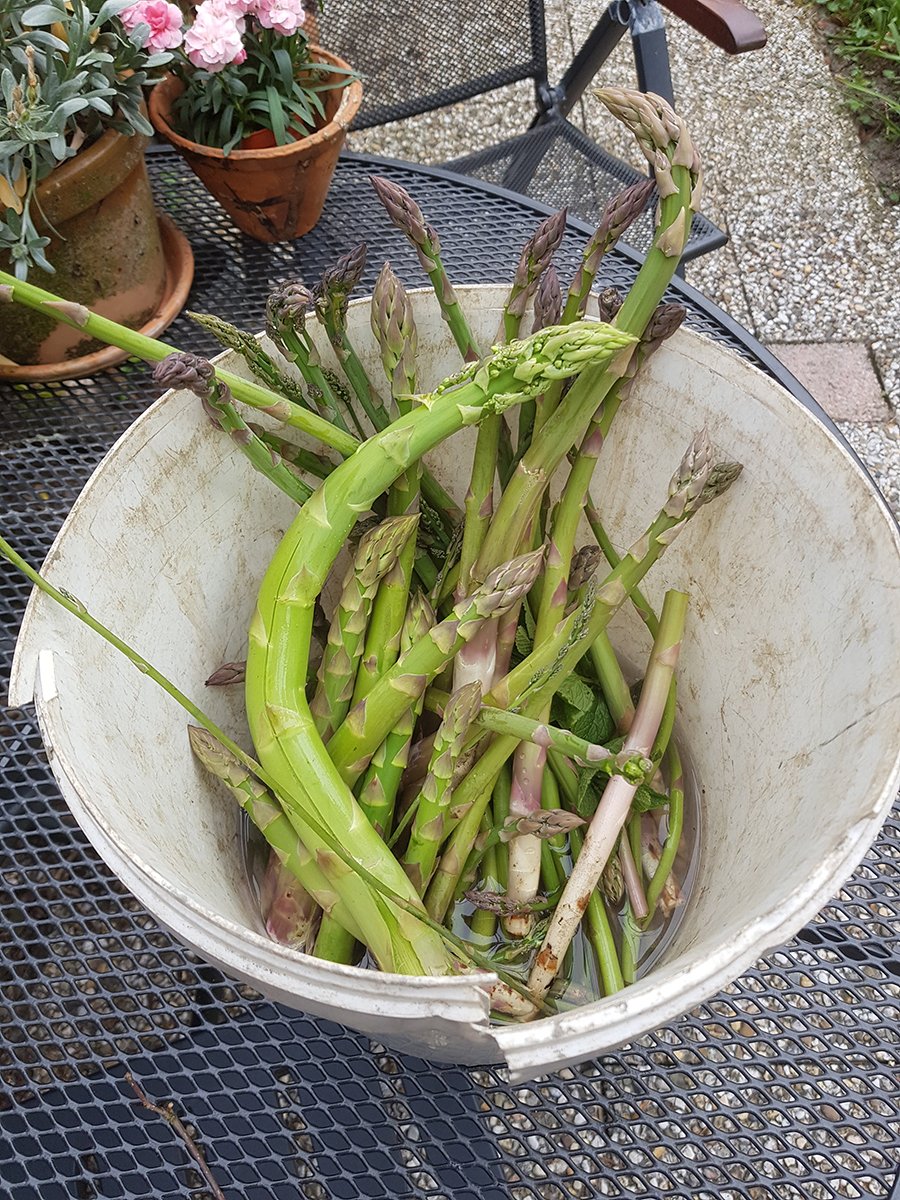 SMeergroen's tweet photo. Eerste oogst van dit seizoen: asperges, munt en rabarber. 

#communityfoodgarden #voedseltuin #beukenhorst #hoofddorp #bedrijventerrein #park2020 https://t.co/HHZF3tjsFQ