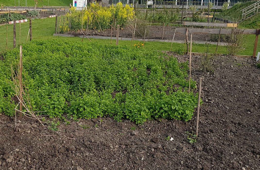 SMeergroen's tweet photo. Eerste oogst van dit seizoen: asperges, munt en rabarber. 

#communityfoodgarden #voedseltuin #beukenhorst #hoofddorp #bedrijventerrein #park2020 https://t.co/HHZF3tjsFQ