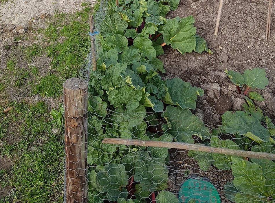 Eerste oogst van dit seizoen: asperges, munt en rabarber. 

#communityfoodgarden #voedseltuin #beukenhorst #hoofddorp #bedrijventerrein #park2020