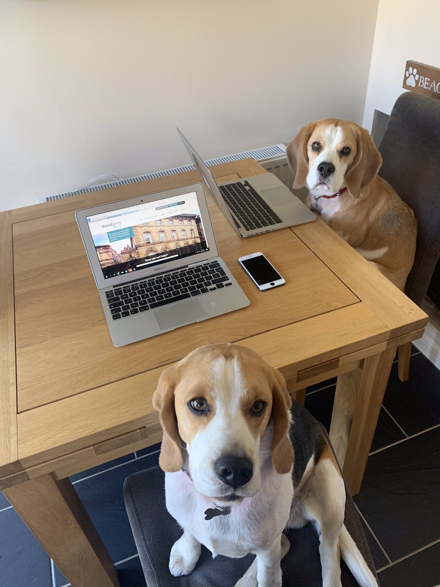 GaelPhillips's tweet photo. The para-beagles are ready and raring to go this morning @DavidGrayLLP https://t.co/ANXZ133LOH