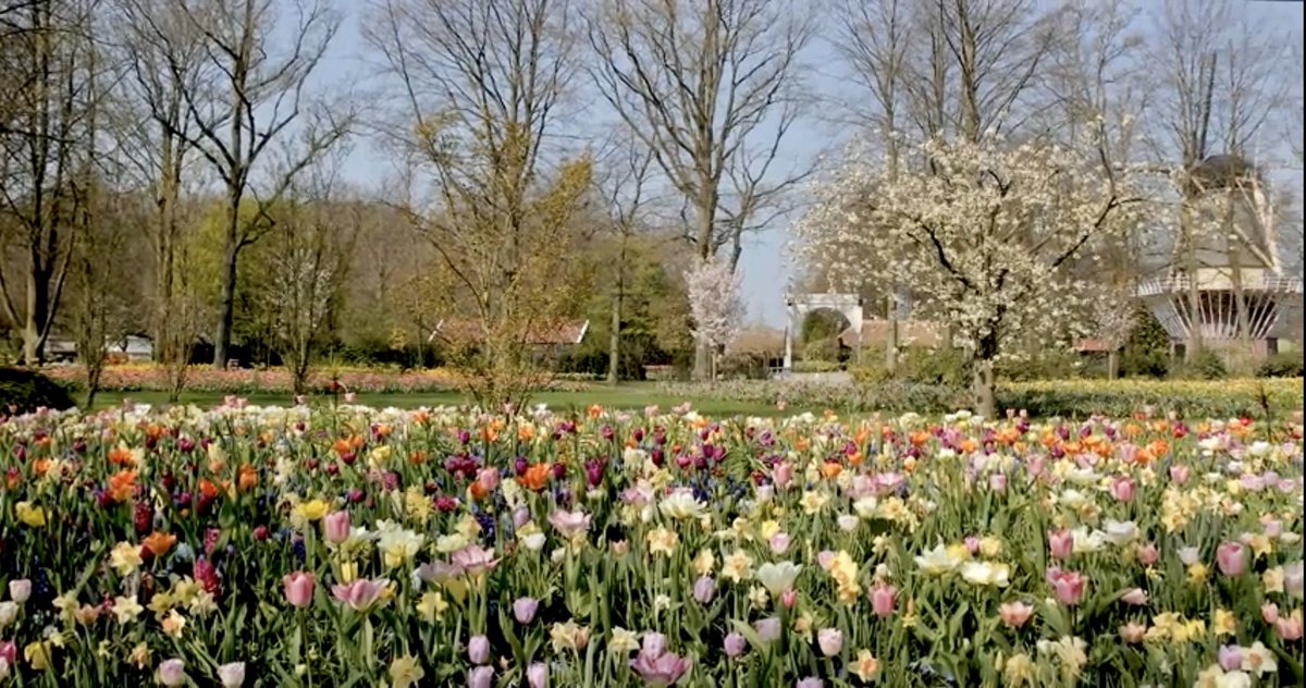 CTheWorld6's tweet photo. #LoveroftheGreatOutdoors is developing #cabinfever.
So a #virtualtour does the trick. Beautiful gardens are categorised museums too.
@ArtsAgeingNTU
#artsaging
#Keukenhof
#AG6309Wk9AY19T3
360° tour Keukenhof 2020🌷 - Keukenhof Virtually Open https://t.co/TlFvwHWxgy via @YouTube https://t.co/EitGxLqKcf