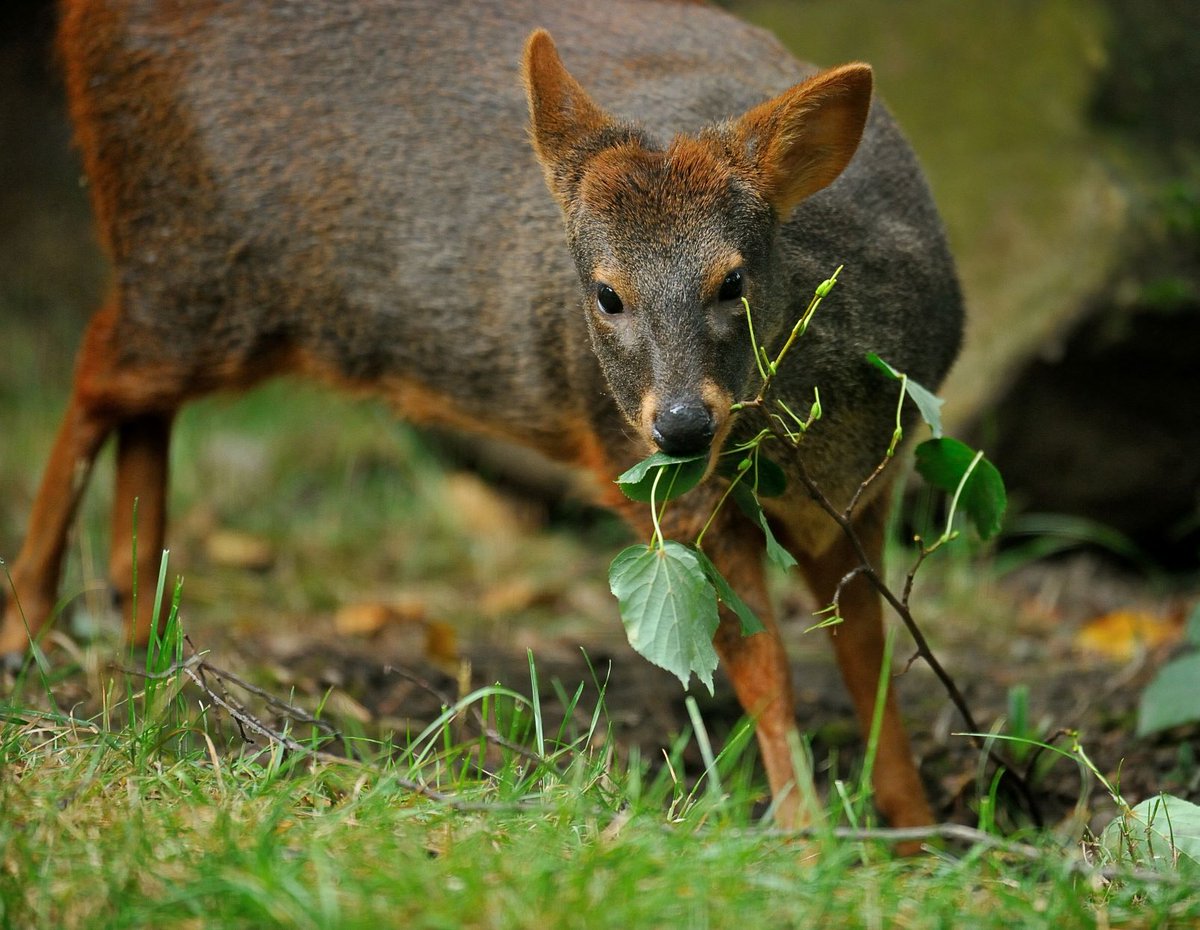 #LeZooChezVous 🦌 Le pudu des Andes est le plus petit cervidé du monde ! Ce mammifère vit dans les forêts d’Amérique du Sud. Discret et solitaire, il délimite son territoire en déposant des marques odorantes grâce à des glandes situées près de ses yeux. 👉parczoologiquedeparis.fr/fr/les-animaux…
