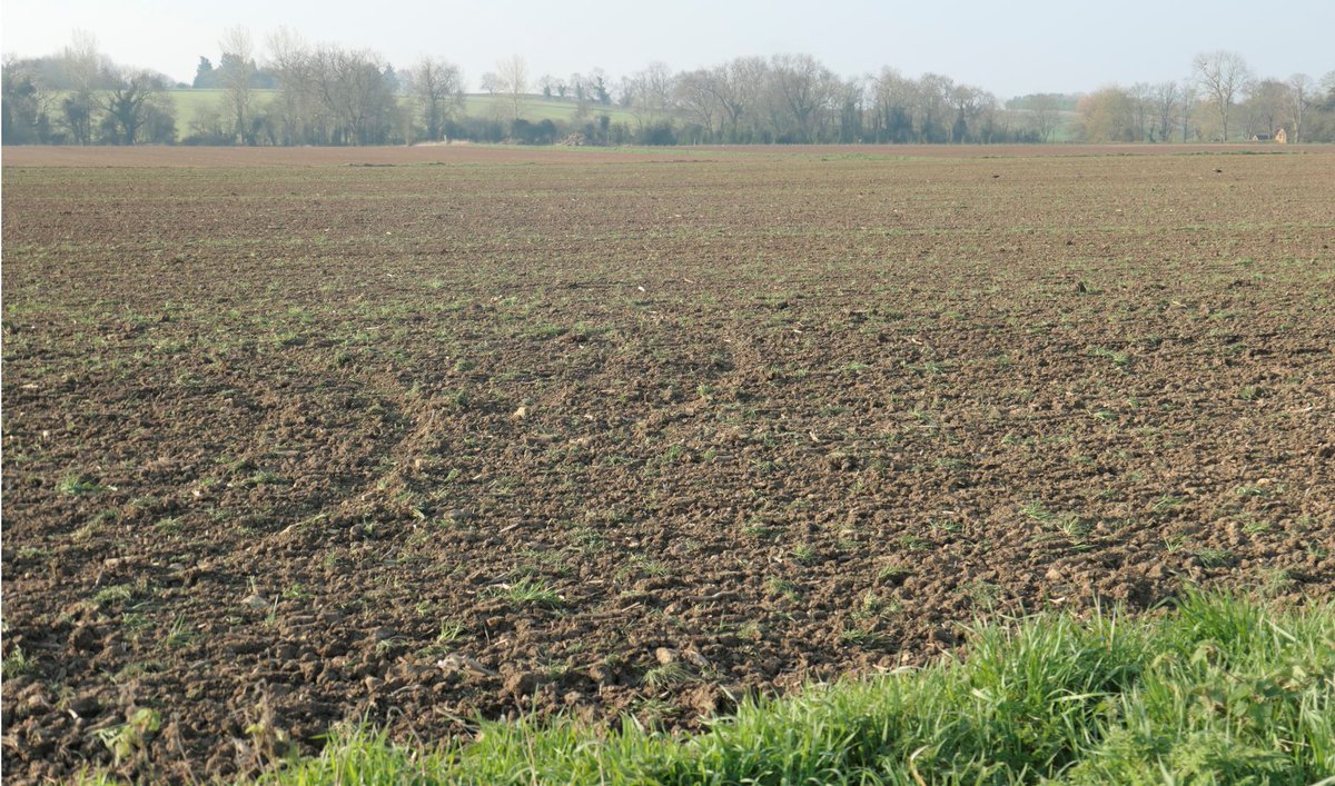 LGSeedsUK's tweet photo. A nice little snap of Grass Seedlings just emerging at the start of this month (sown in mid-March) 🌱
Spring sown grass leys can provide valuable grazing by early summer, & even a late silage crop 👍
#homegrownforage #grassleys https://t.co/qqeut1wG1Y
