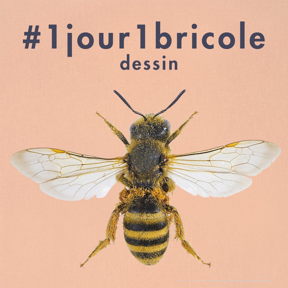 PirouetteJeux's tweet photo. J35 : Dessine une abeille !
Vous observerez d'ailleurs que celle-ci a bien travaillé, elle est couverte de pollen :)
🐝 Lien : https://t.co/57nPtUamLX 🐝
#1jour1bricole #1day1activity #confinementjour35 #jour35 #abeille #bee #dessin #drawing #facebookkids #confinementcreatif https://t.co/CSwCjCbzwI