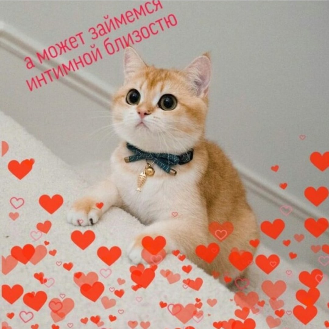 Признание в любви котики