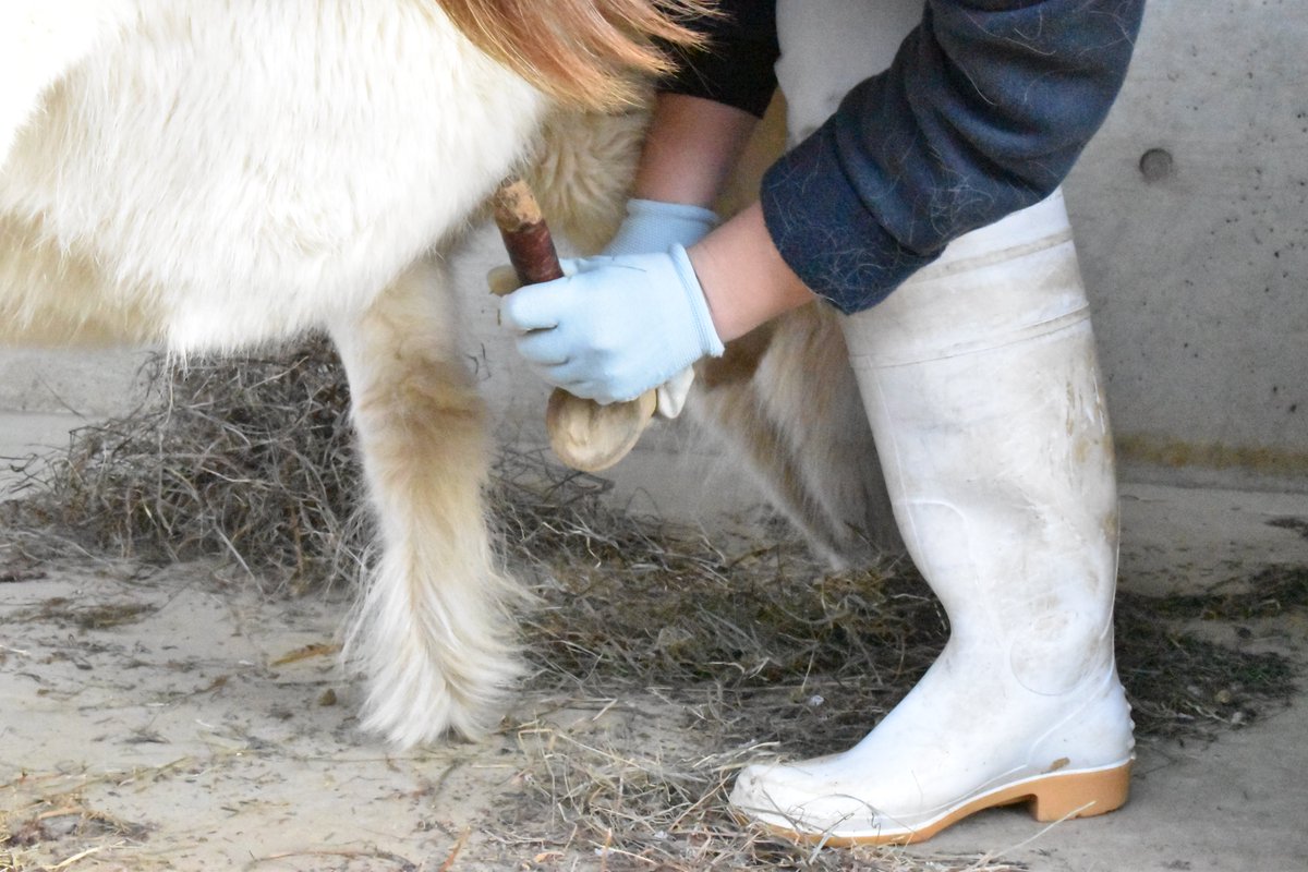 長野市城山動物園 公式 次はアメリカンミニチュアホースのすずです すずの手入れの様子をお届けします 手入れ後の上目遣いもぜひみてください