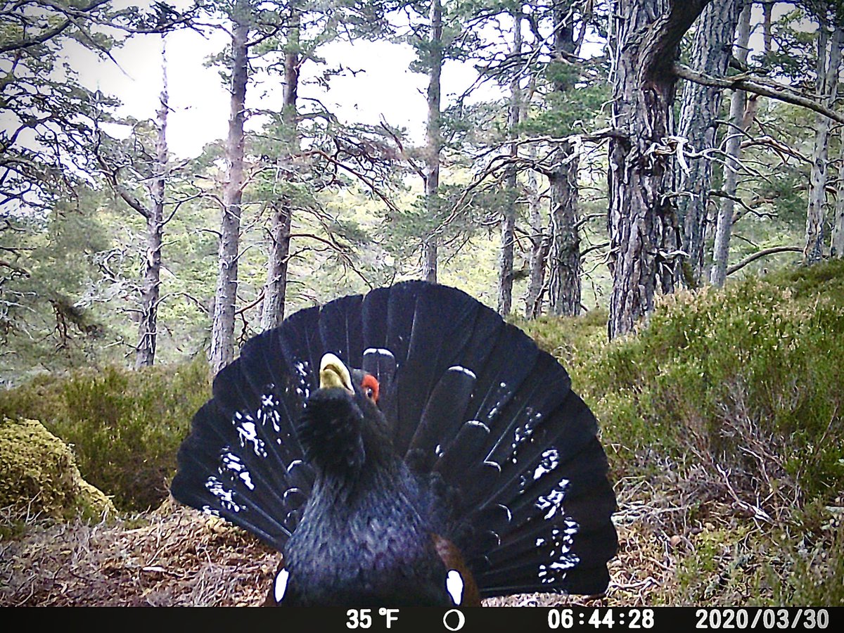 Some great images of capercaillie captured on one of our wildlife camera traps recently. @CNPnature @CNPAccess