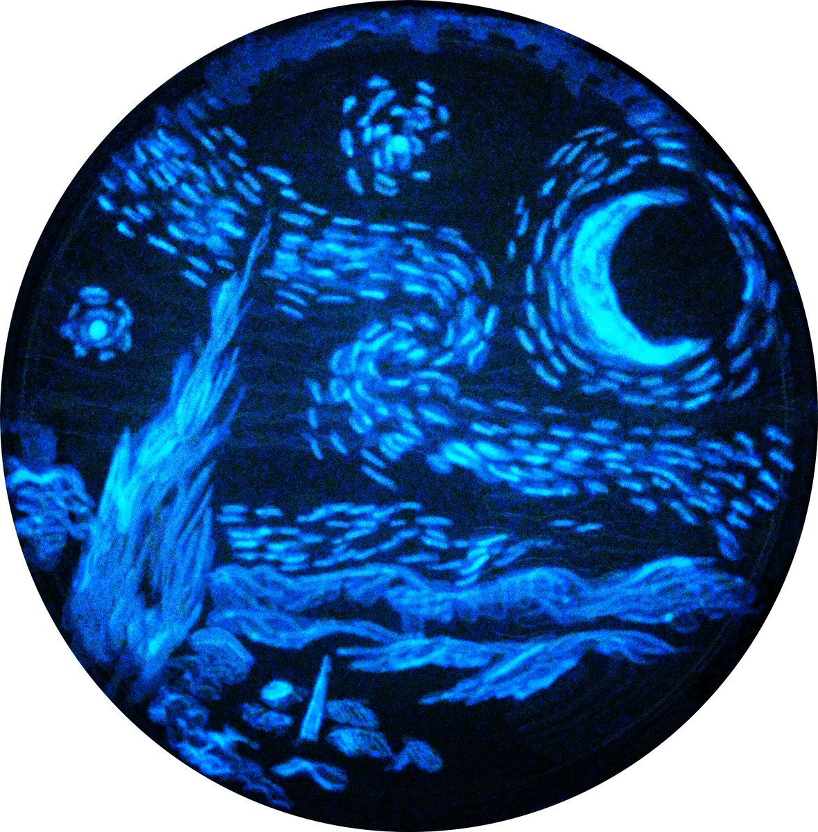 ⏰2 years ago I painted 🎨#TheStarryNight ✨🌙 of #VanGogh in a #PetriDish 🧫 using #bioluminiscent #bacteria isolated from a squid 🦑during the #microbiology 🦠practices in <a href="/cienciasunav/">Facultad de Ciencias</a>  🔬 <a href="/unav/">Universidad de Navarra</a> #AgarArt #bioart #unav #ArtScience #SciArt #art #science <a href="/FECYT_Ciencia/">FECYT</a>