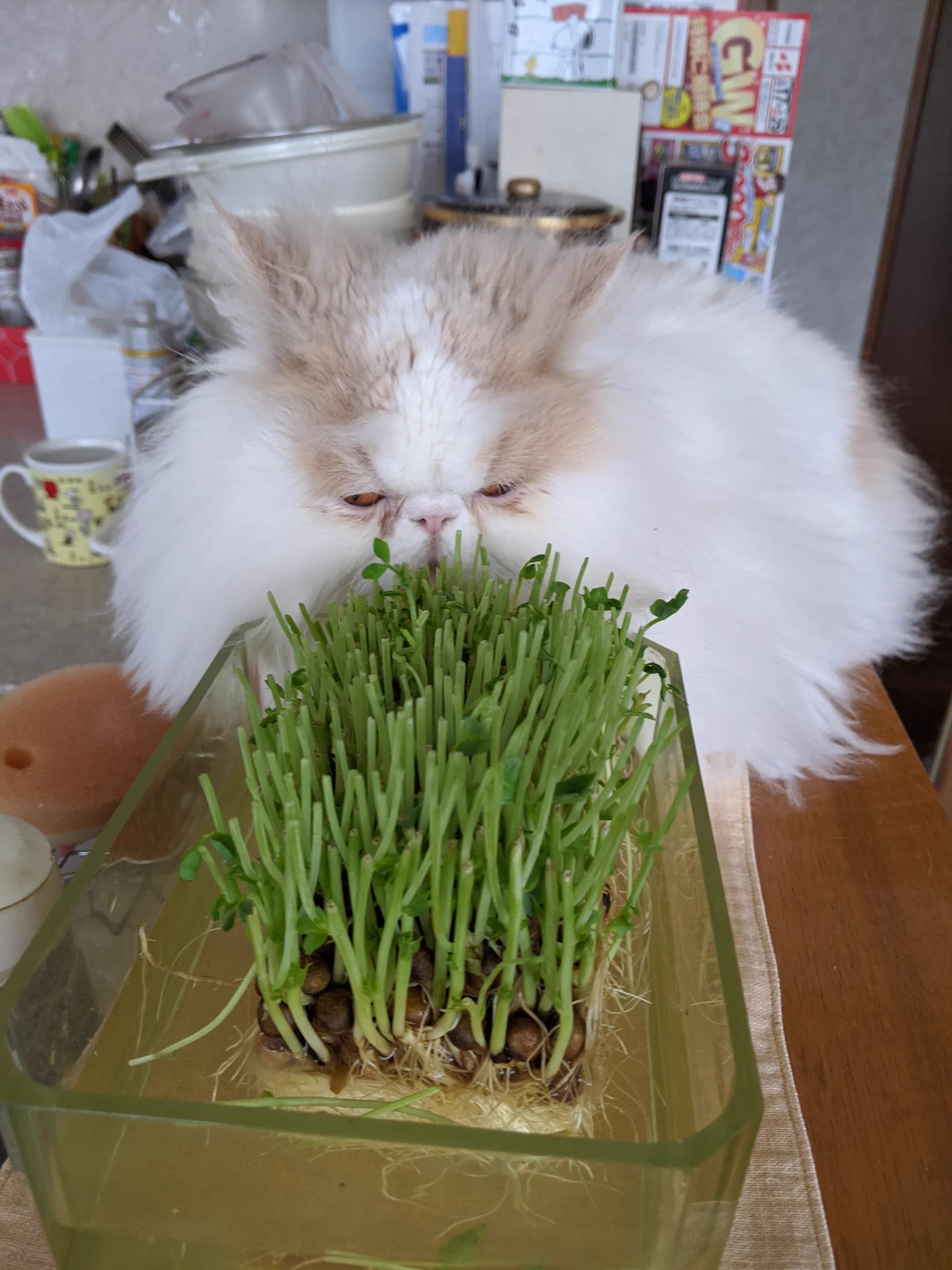 @kunukunu うちの子も多分食べてる。(^_^;) 