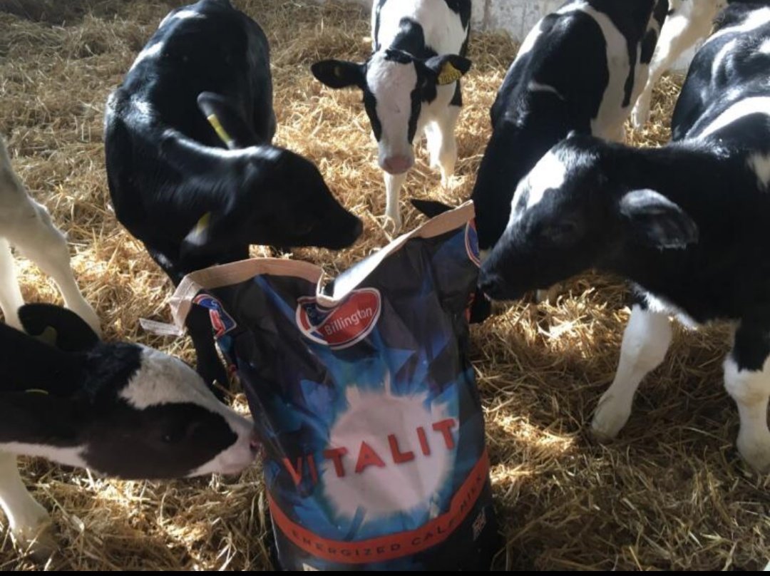 WadesonJulia's tweet photo. Love recieving photos like these on a Sunday ๐๐ฎ
These girls clearly love their Vitality and don't they look amazing for it!
The girls in the last photo are 6 weeks old and currently weighing up to 85kg ๐
#ecm #vitality #teamcalf #heiferdevelopment https://t.co/cl6ycQ37DK