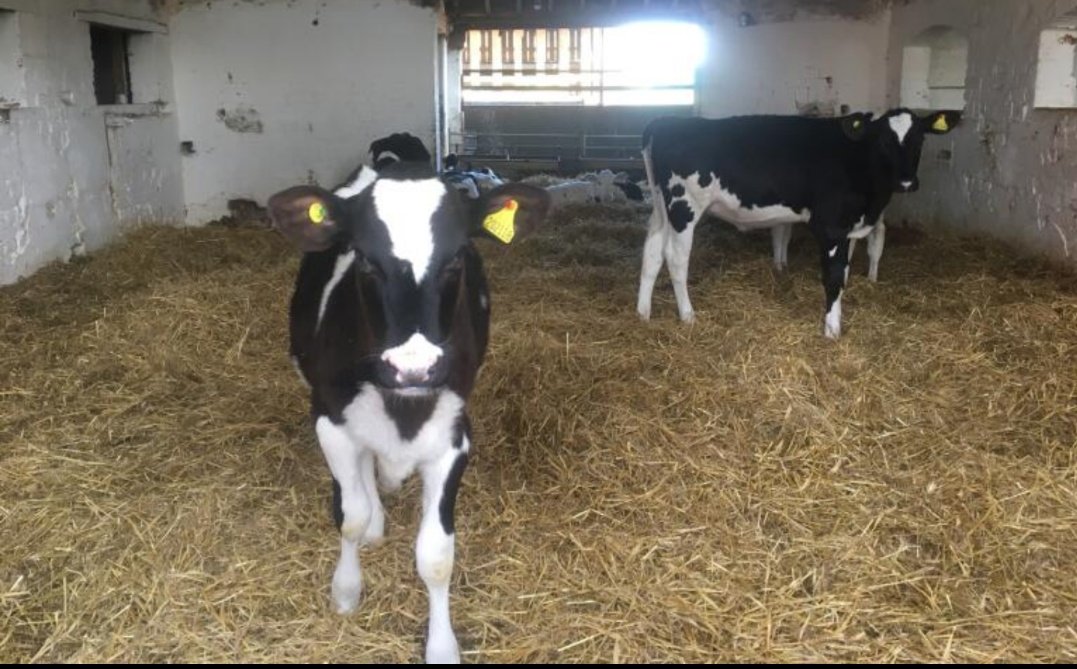 WadesonJulia's tweet photo. Love recieving photos like these on a Sunday ๐๐ฎ
These girls clearly love their Vitality and don't they look amazing for it!
The girls in the last photo are 6 weeks old and currently weighing up to 85kg ๐
#ecm #vitality #teamcalf #heiferdevelopment https://t.co/cl6ycQ37DK