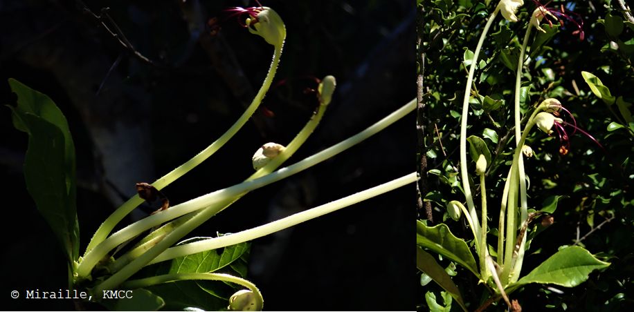 Rotheca microphylla #Lamiaceae, herbiers collectées dans la forêt d’Ivovona durant la collecte générale #Madagascar  @TeamKMCC