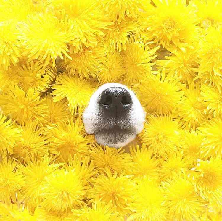 Pickmotion's tweet photo. Hello spring and a wonderful start into the week to all of you 🌼🌞🌼

Good news are swirling around and maybe soon we can put our noses in the spring flowers again, just like @totolino_16 (https://t.co/U93UaEAK2m)

#pickmotion #letshavespring https://t.co/fPMTeRF0YO