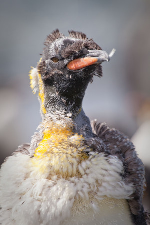EPMGyork's tweet photo. So apparently, #penguins go through an annual 'catastrophic moult'. Big mood at the moment...

🐧https://t.co/qJJqZMBU3n
#catastrophicmoult #lockdownhaircut? #mood https://t.co/LGtRR9Im3g