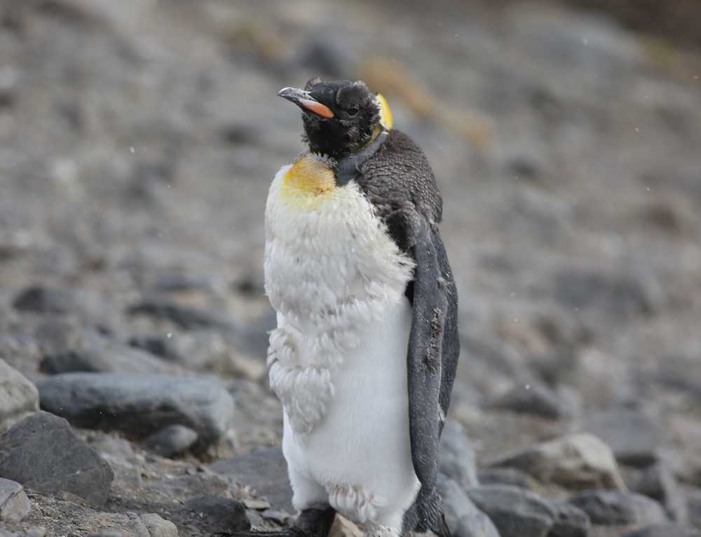 EPMGyork's tweet photo. So apparently, #penguins go through an annual 'catastrophic moult'. Big mood at the moment...

🐧https://t.co/qJJqZMBU3n
#catastrophicmoult #lockdownhaircut? #mood https://t.co/LGtRR9Im3g