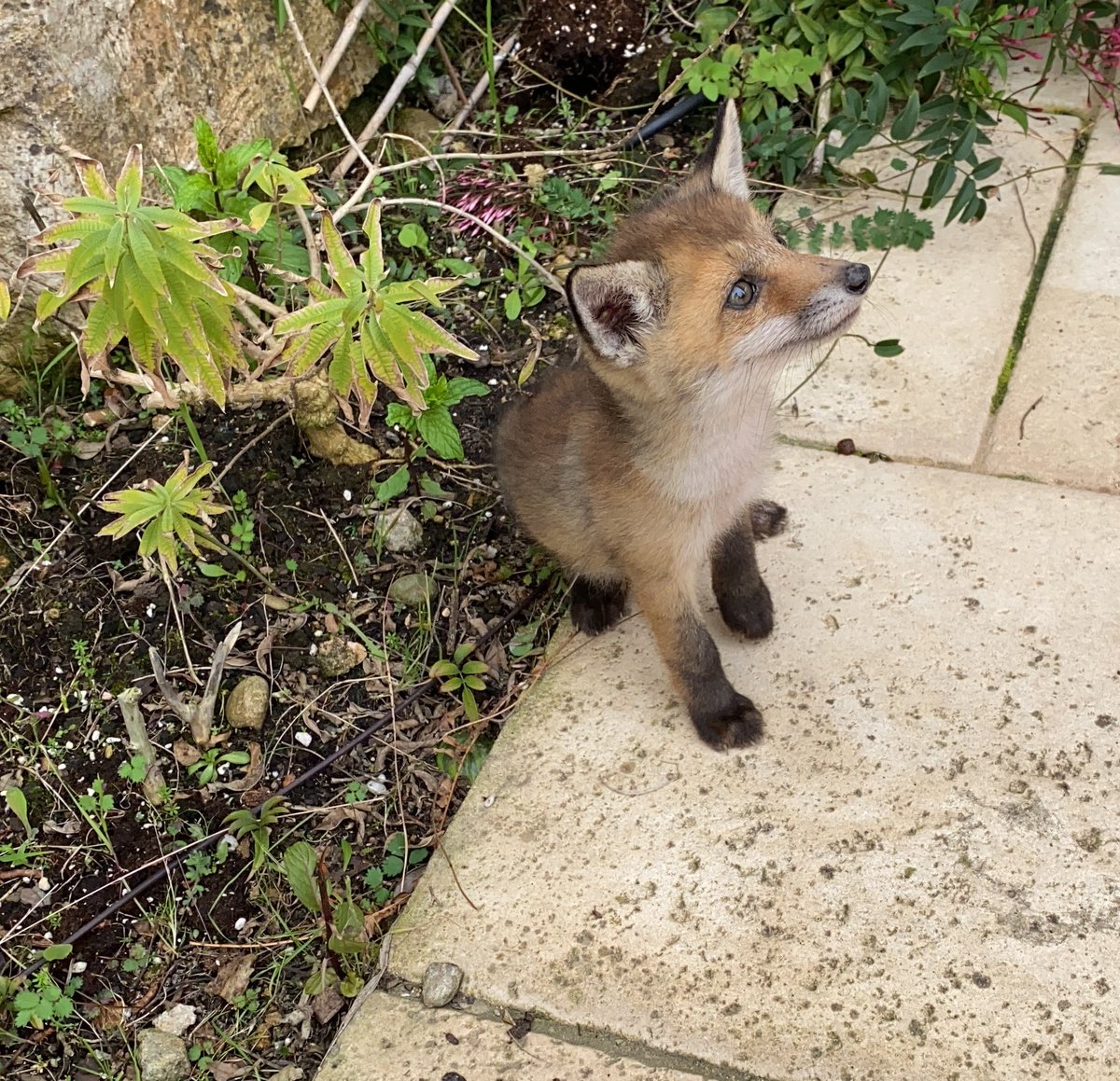 ajsantquirze's tweet photo. 🦊 Un cadell de guineu va aparèixer divendres passat al jardí d'una casa de la urbanització del Castellet. Volem agrair a l'@elibascu i la seva família que en tinguessin cura fins que va arribar la Policia. Moltes gràcies!
ℹ️👉 https://t.co/PxFXtwZM0H
#SQV #SerradeGalliners https://t.co/L7K3p5mf19