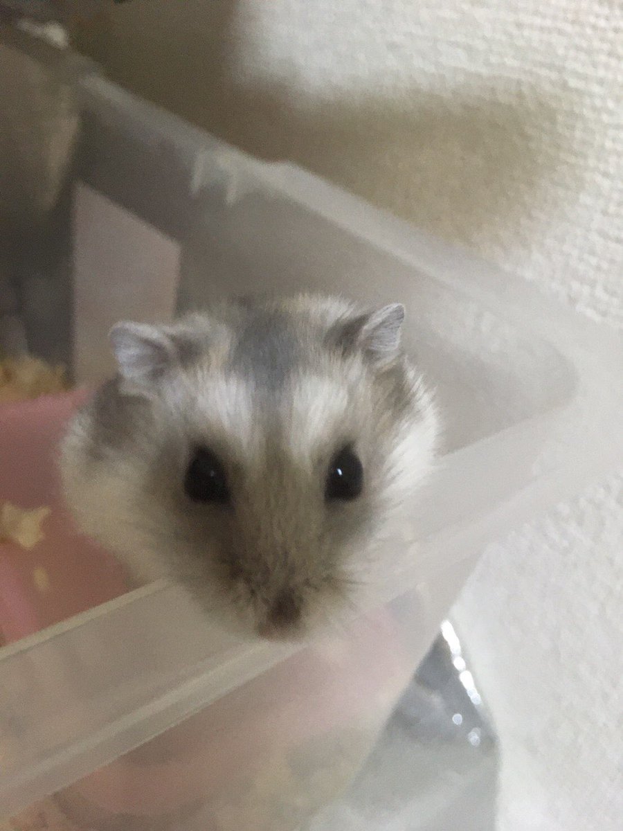 3o7p4lc4nwHlo34's tweet photo. しろ眉毛になって来た。外に出ると動きが鈍る。
#ハムスター #���弁慶 https://t.co/roJeS73W3d