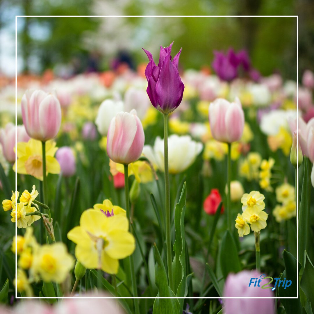 Fit2Trip's tweet photo. ¡Hoy viajamos desde casa a los Países bajos!✈️🏡

🌷 Los Jardines Keukenhof famosos por su espectacular paisaje floral en primavera.

Encuentra aquí la exposición virtual--> https://t.co/u6jaOzsme4
#QuedateEnCasa https://t.co/vkN4ECxmke