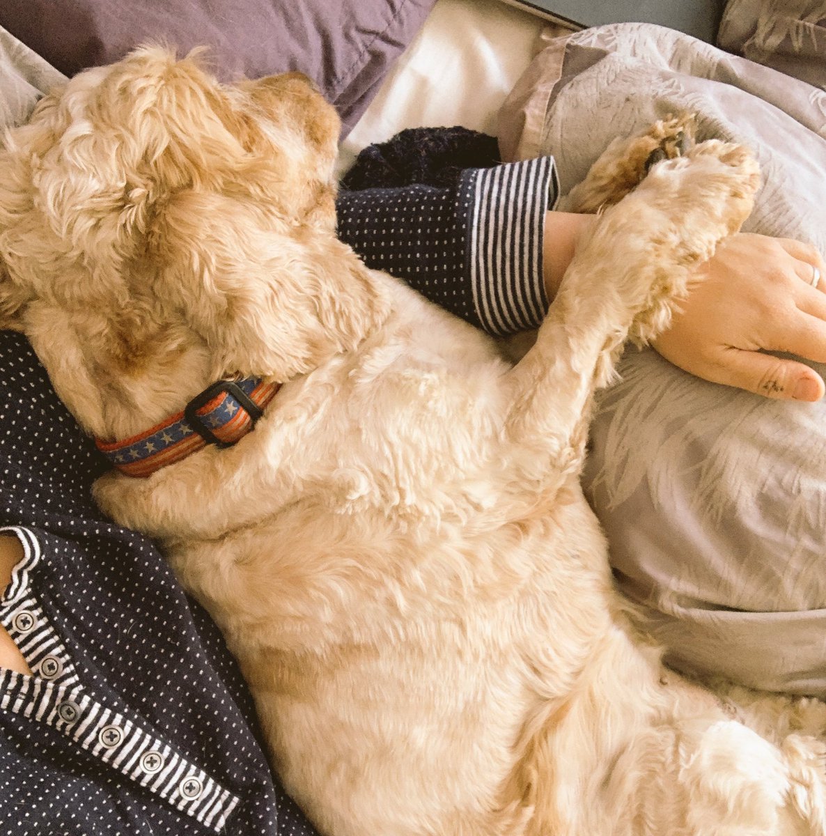 I got up, had breaky, took my tablets and syrup like a good spaniel. Then went back for a snuggle.. every time Mum tried to move I squeezed her arm... it worked and she stayed cuddling me!