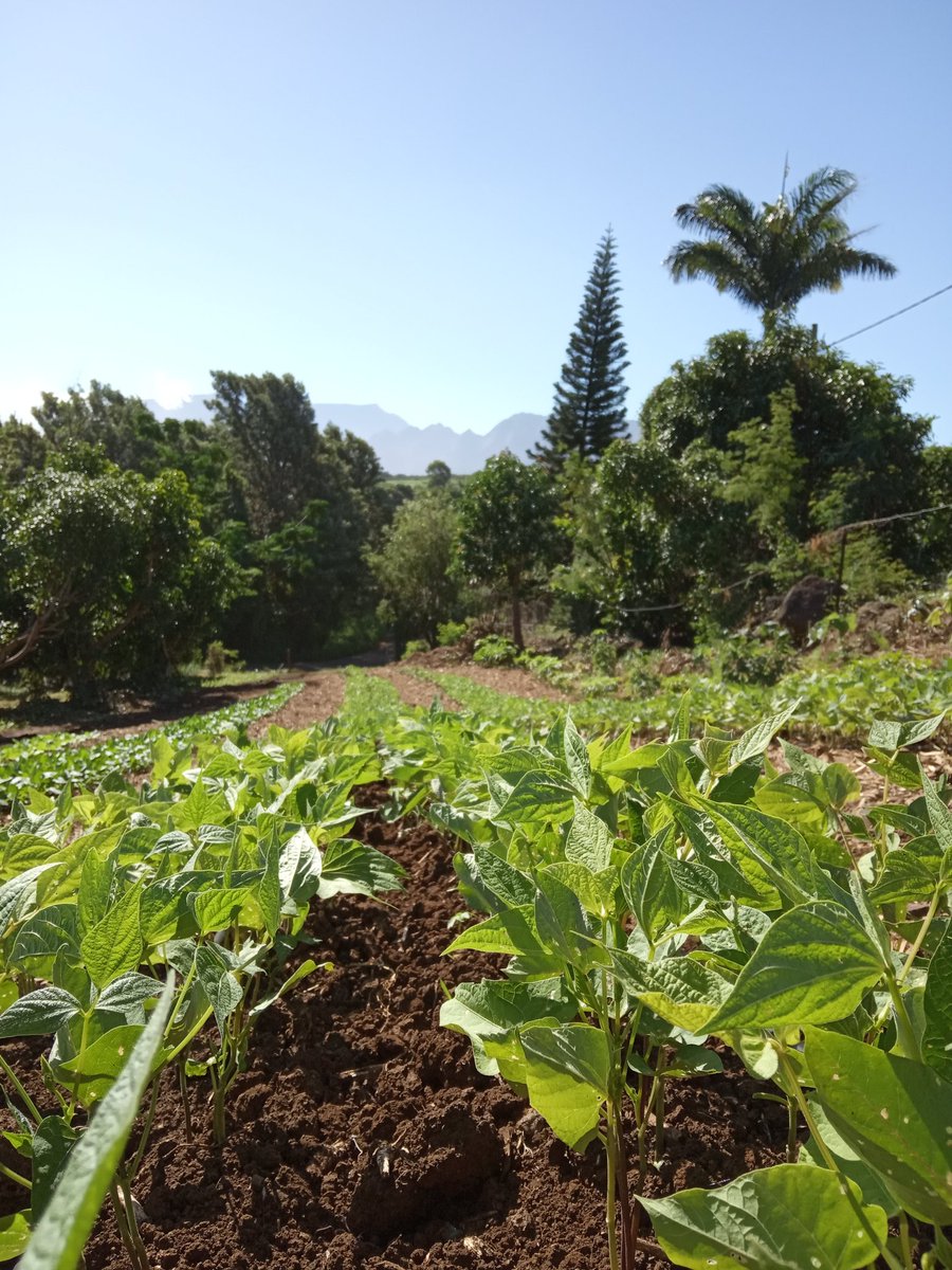 RachelArmeflhor's tweet photo. Les plantations continuent pour le projet #ST0P sur le site de l'#ARMEFLHOR. Pastèques, haricots, salades, brèdes, prunes de cythères (localement appelées évis)... encore quelques semaines avant les premières récoltes. @Dephy_Ecophyto #DEPHY_EXPE https://t.co/HX9Pp1XgDZ
