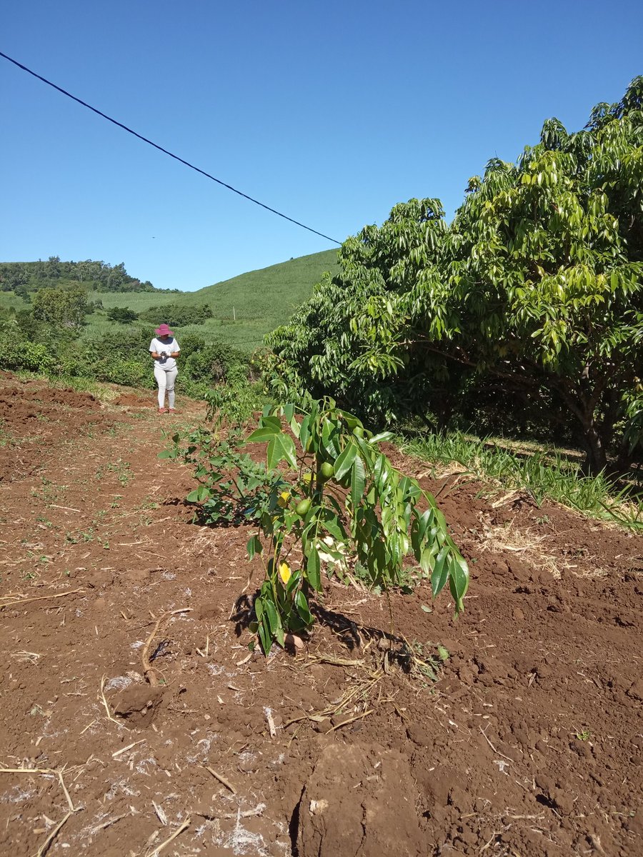 RachelArmeflhor's tweet photo. Les plantations continuent pour le projet #ST0P sur le site de l'#ARMEFLHOR. Pastèques, haricots, salades, brèdes, prunes de cythères (localement appelées évis)... encore quelques semaines avant les premières récoltes. @Dephy_Ecophyto #DEPHY_EXPE https://t.co/HX9Pp1XgDZ
