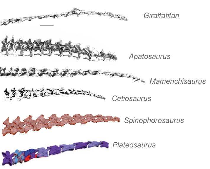 And they did hold up. Like previous studies on Plateosaurus (by  @H_Mallison ) or  #Diplodocus and  #Apatosaurus (by Stevens and Parrish), the neck of Spinophorosaurus articulates pretty straight in ONP, though rather a little dorsally sloping like  #Plateosaurus 4/n