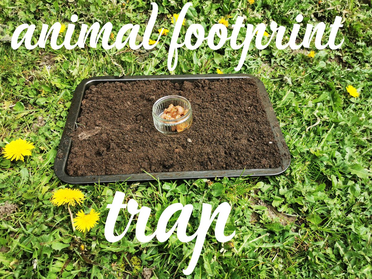 Outdoor Learning Blog - Animal Footprint Trap 🐦🐭🐰 - mailchi.mp/134d16a5b047/o…. Join us for our second Outdoor Learning Blog where we will  be making an animal footprint trap to see what animals are lurking in your garden at night.