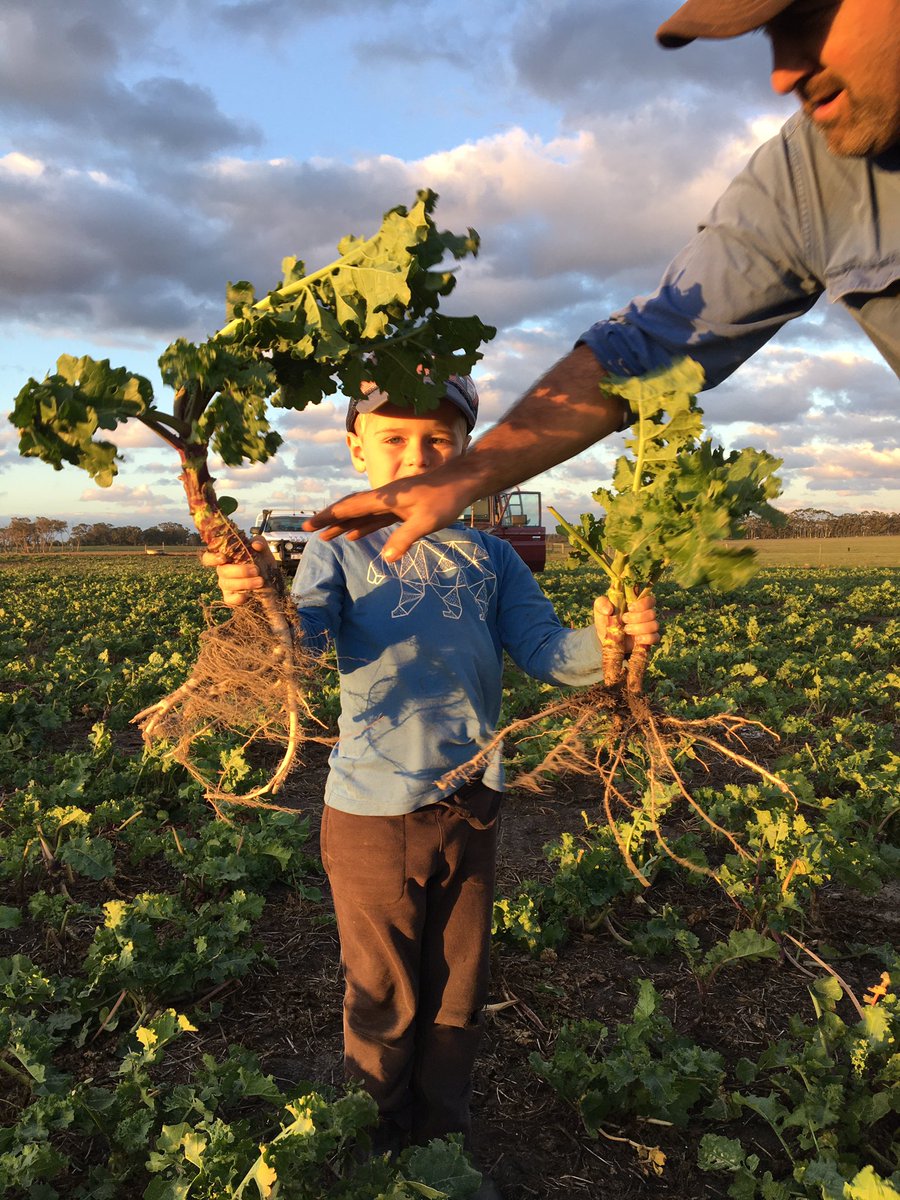 originalstinger's tweet photo. @KimLest93059139 showing the next gen the #root growth benefits of #deepripping and resulting better #Pallaton #Raphno biomass https://t.co/yPzkLwxppE