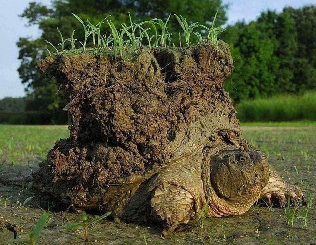 tuCpakoa's tweet photo. Pour les tortues qui hibernent à l'extérieur, le réveil après plusieurs mois passés sous terre peut être... assez lourd.

🐢 https://t.co/OOOaCzx26c https://t.co/MkuCHFddUQ