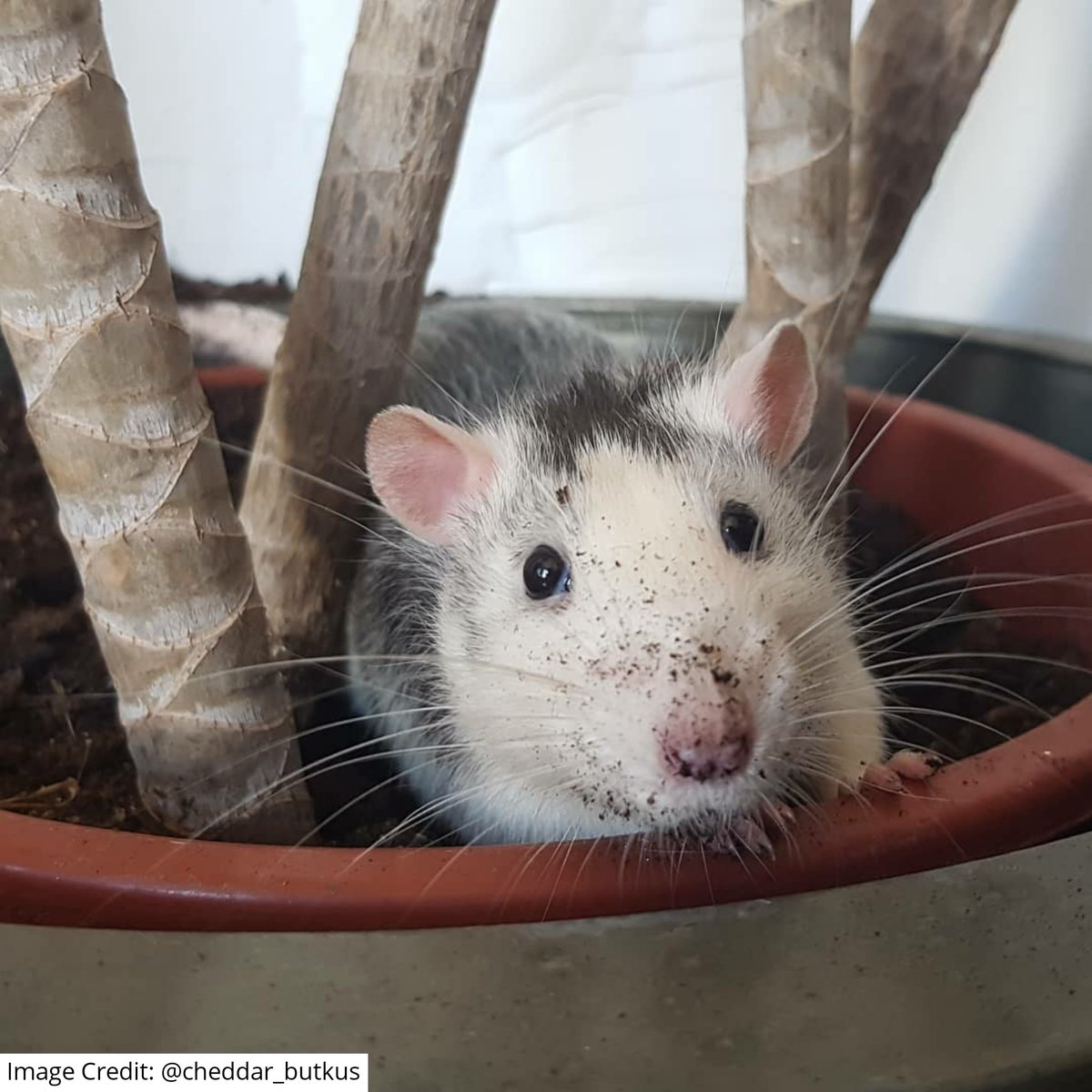 "It wasn't me" 🙄🐀🐁
#Rats #RatsOnTwitter #Rattybox
rattybox.com