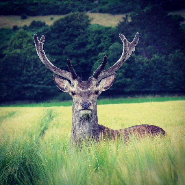 UncommonImagery's tweet photo. Imagine being by the water of Loch Ness and you see this stunning stag and you follow an walk together for 20ish mins through some poor farmers field(soz)anyways my heart going like the clappers I did capture him .A true gent #StormHour #wildlifephotography #stag #photooftheday https://t.co/7ywDlZhLnv