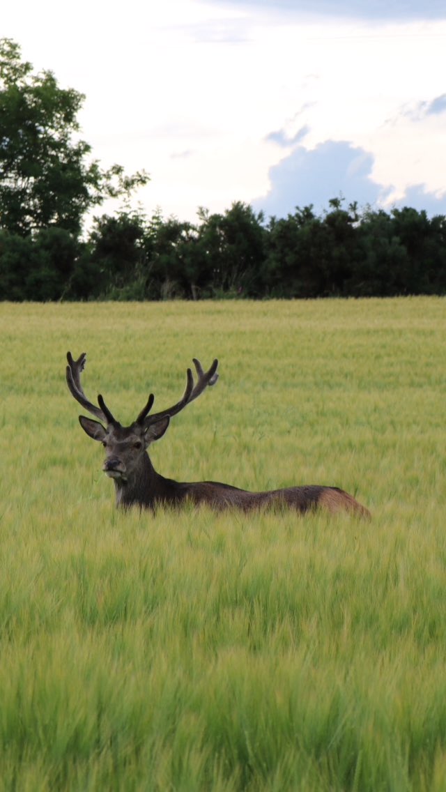 UncommonImagery's tweet photo. Imagine being by the water of Loch Ness and you see this stunning stag and you follow an walk together for 20ish mins through some poor farmers field(soz)anyways my heart going like the clappers I did capture him .A true gent #StormHour #wildlifephotography #stag #photooftheday https://t.co/7ywDlZhLnv