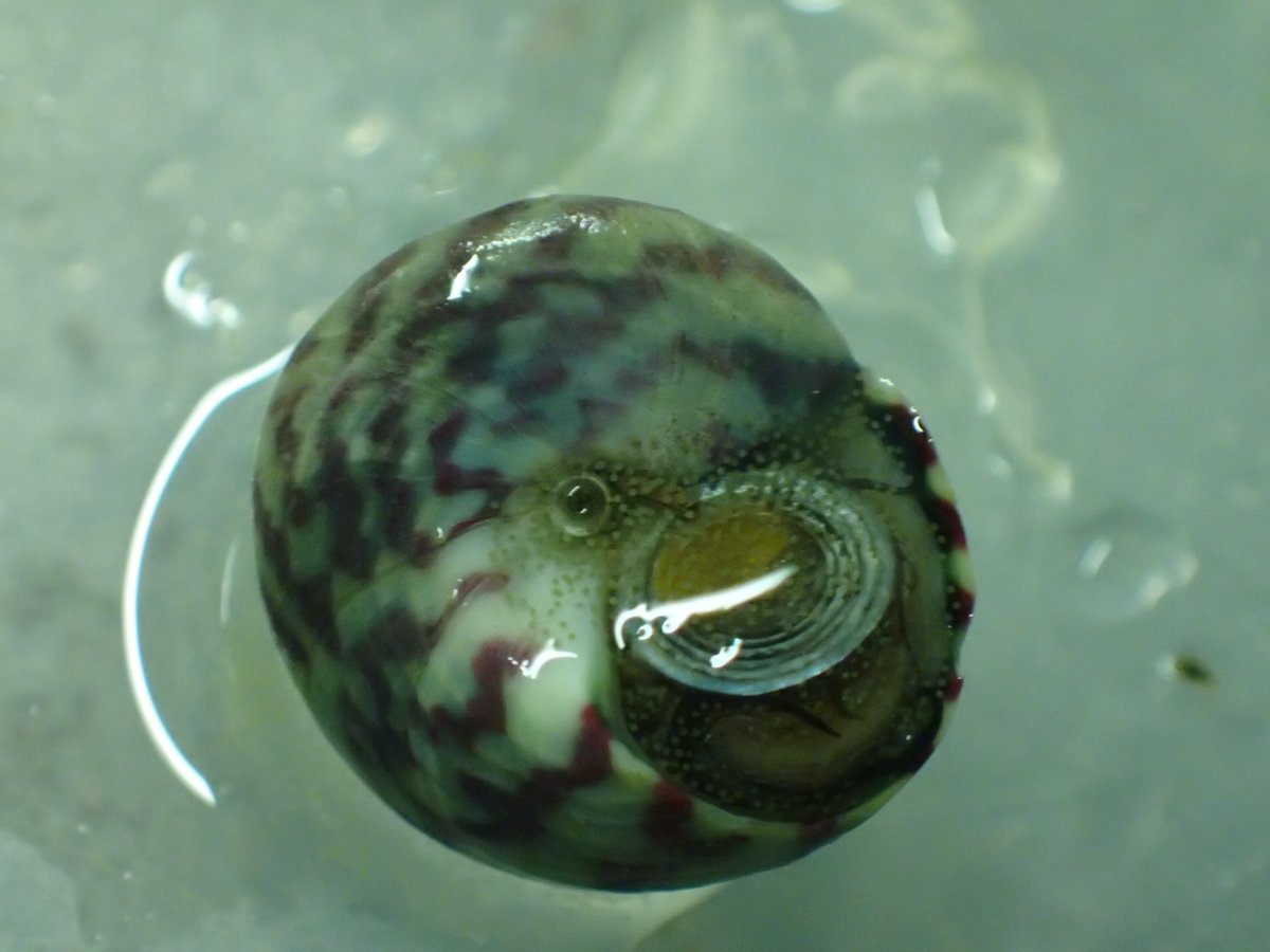 thembauk's tweet photo. PhD Student @H_ParryWilson has been looking at reproduction &amp; growth of the Purple Topshell in varying winter temps, using the Mieszkowska mesocosm system – this work, part of the @MarClim_UK project, aims to identify biogeographic implications as a result of climate change. https://t.co/OAkqJH4I1X
