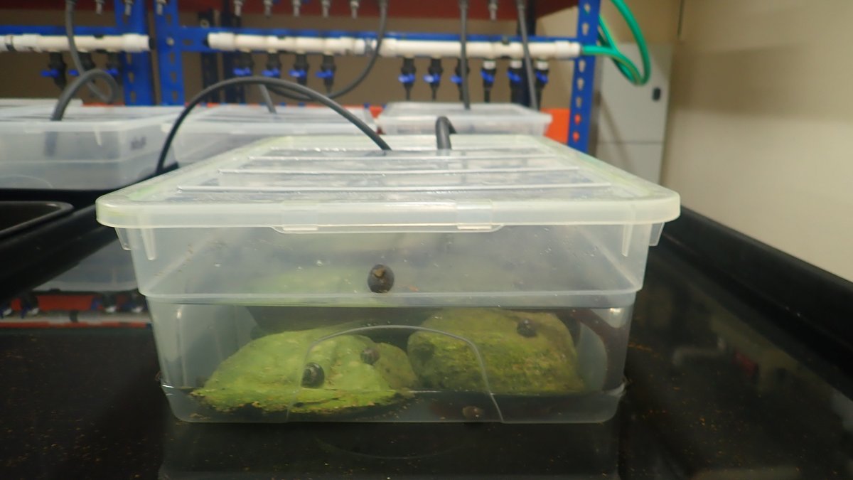 thembauk's tweet photo. PhD Student @H_ParryWilson has been looking at reproduction &amp; growth of the Purple Topshell in varying winter temps, using the Mieszkowska mesocosm system – this work, part of the @MarClim_UK project, aims to identify biogeographic implications as a result of climate change. https://t.co/OAkqJH4I1X