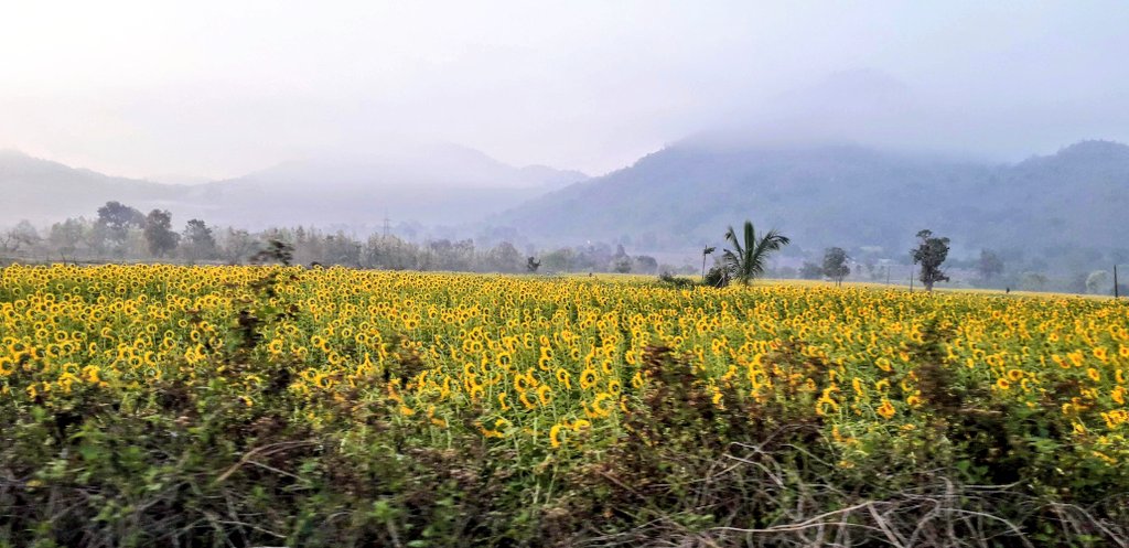 OdishaTrails's tweet photo. #StoriesBeginAtHome #MondayMotivation
Undated pics taken last yr somewhere on the way 4m #Gunupur 2 #Berhampur .Thanx 2 #GramSadakYojna evn roads in #villages r becoming super accessible. Winding roads, little traffic, acres of #sunflower #cultivation ....#roadtrip calling🤔 https://t.co/MlSpcuuzv9
