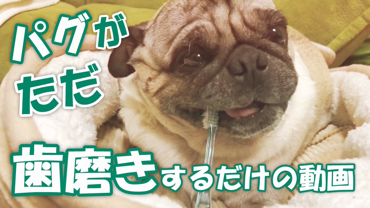 パグ犬小虎のお散歩動画 パグログ Youtube على تويتر 今夜の動画アップしました 歯磨きするパグ 小虎がただ歯磨きしているだけの動画です T Co Vofxnxjsta お家での自粛生活に少しでも癒しになれば幸いです 家で過ごそう Stayhome