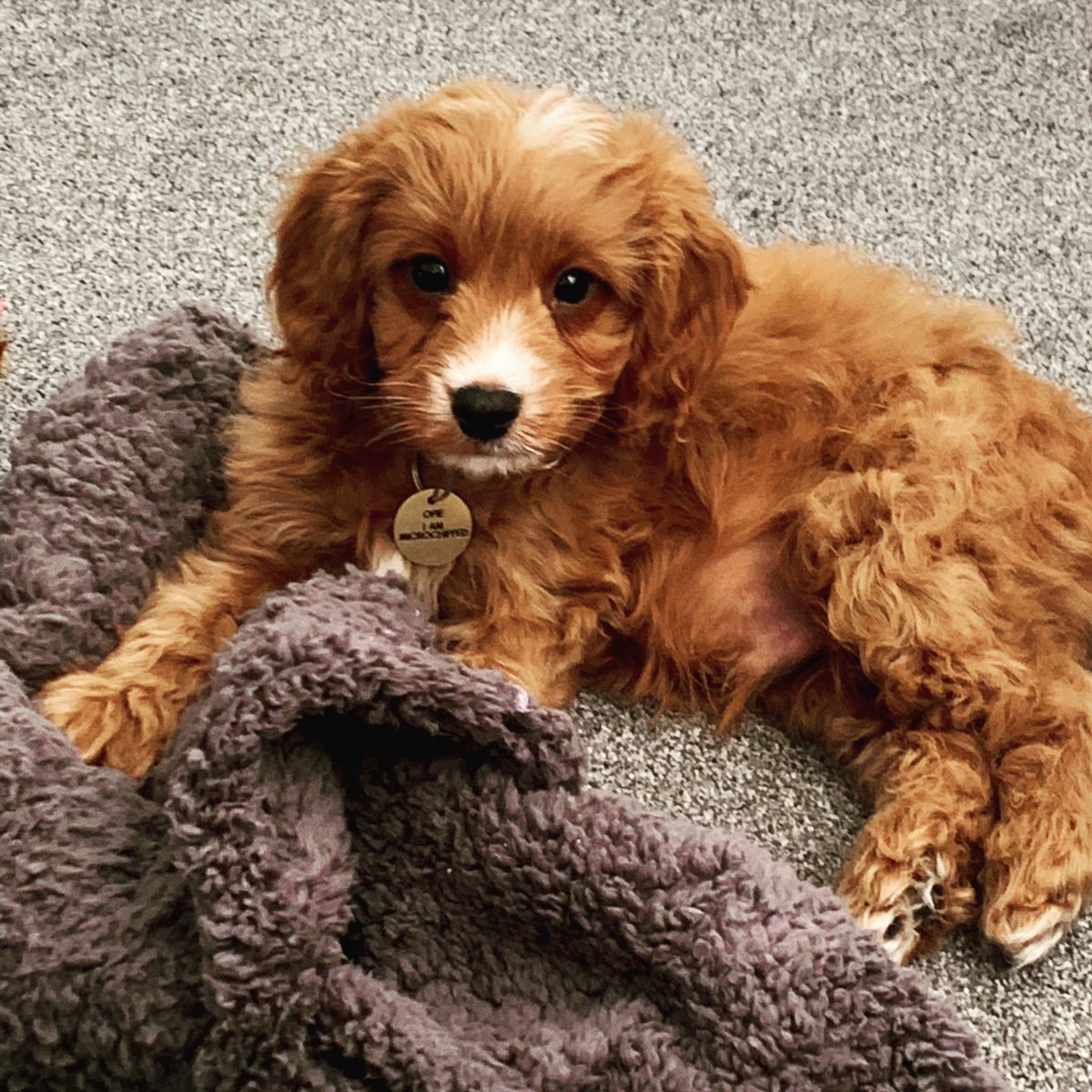 Our children love <a href="/Henry_therapoo/">Henrythetherapoo</a> so we are introducing a second therapy dog from September <a href="/NewHorizonsAP/">TBAP New Horizons AP Academy</a> Welcome to the New Horizons family Opie. You and Henry will be best friends 🐶😍