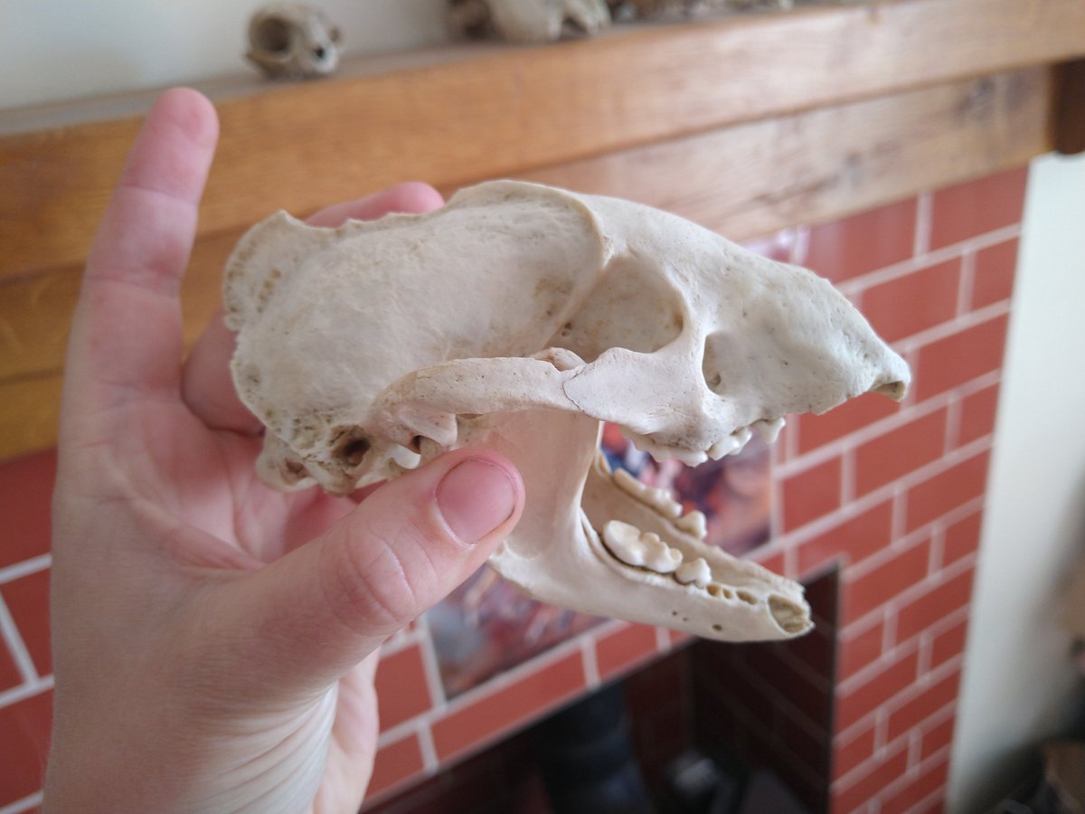 Mulography's tweet photo. @theAliceRoberts @Ben_garrod @Tahuayo I'm seeing badger but this is my badger skull - the one in the video has different eye sockets and no sagittal crest? https://t.co/wczRPNoxmV