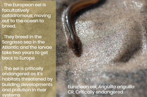 frozenark's tweet photo. It is #WorldFishMigrationDay and we are going to highlight one of the strangest migratory fish, the European Eel. These small fish travel thousands of miles from the lakes of Europe to the West Atlantic to breed. 

#ptytwittertakeover https://t.co/e0tx0g60AN