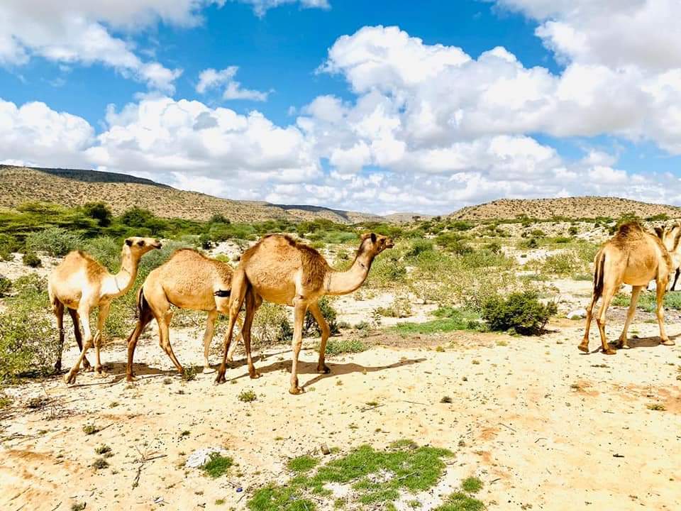 SaidRubani's tweet photo. Somali culture 2/2
Frankincense #Beeyo @HajiraWarsame Somali beauty. https://t.co/VAn7xGMSxn
