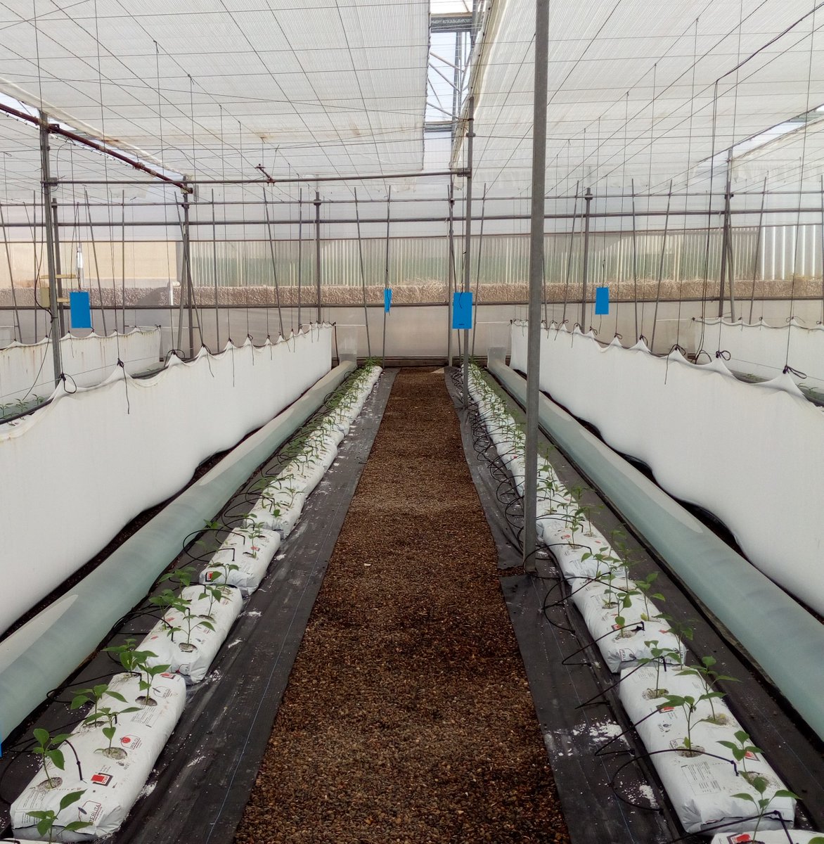 IfapaJunta's tweet photo. Investigadores del Centro #IfapaLaMojonera desarrollan un proyecto para la integración de tecnologías sostenibles bajo invernadero en el área Mediterránea

👉Estudio que persigue reducir el estrés climático en la producción hortícola de manera sostenible

https://t.co/Ue2muA92dR https://t.co/wgkx9v8kua